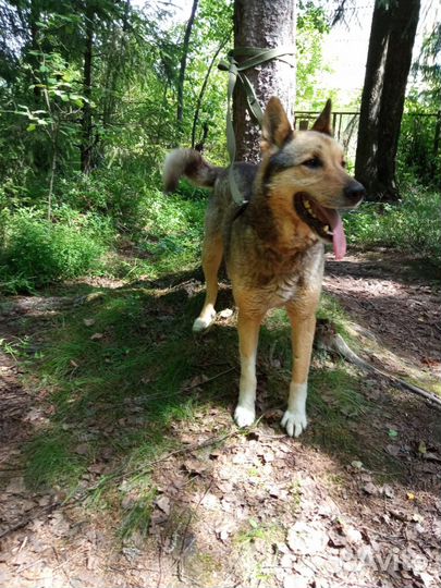 Собаки бесплатно в добрые руки