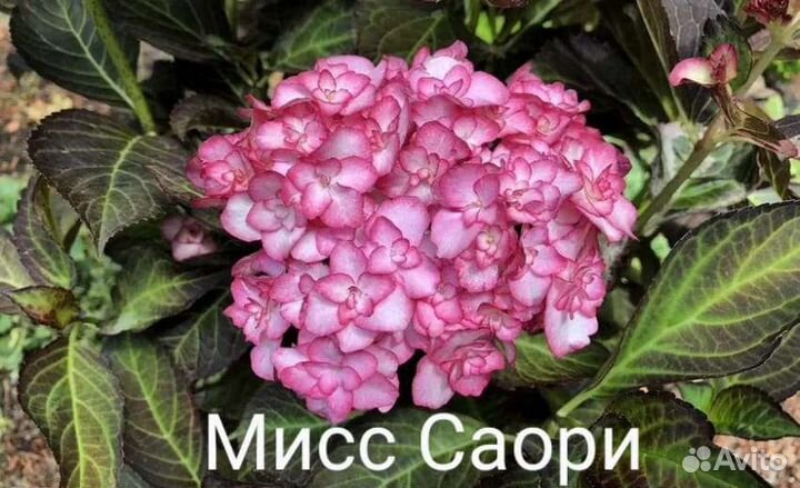 Гортензия крупнолистовая, Гортензия метельчатая