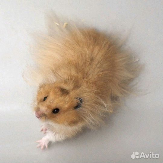 Сирийский хомяк малыш