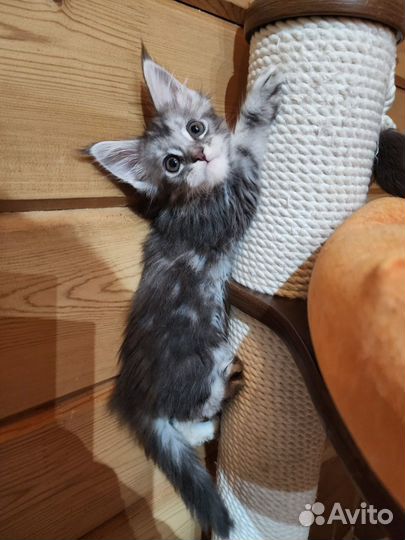 Котята мейн-кун