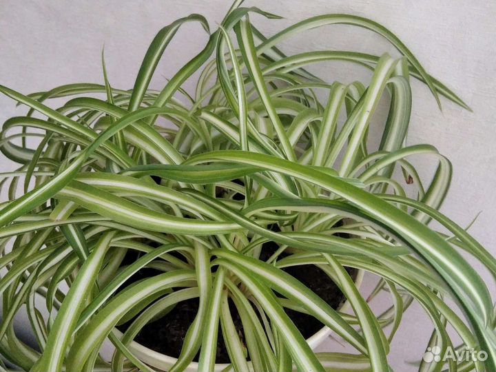 Хлорофитум Боня кучерявый