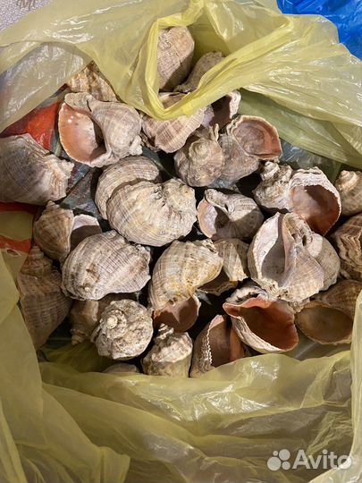 Морские ракушки раковины