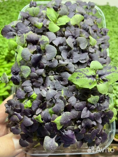 Микрозелень горошка