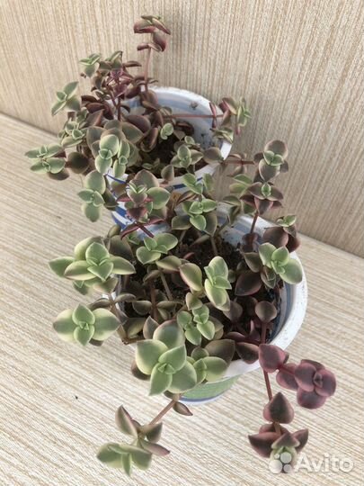 Крассула Маргиналис пеллюцида