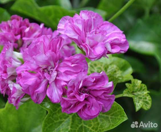 Герань мозаичная