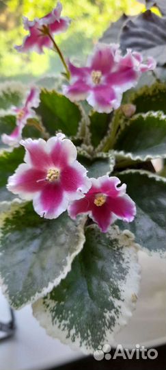 Фиалка детки цена за все