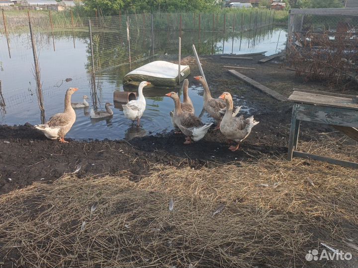 Продам семью гусей