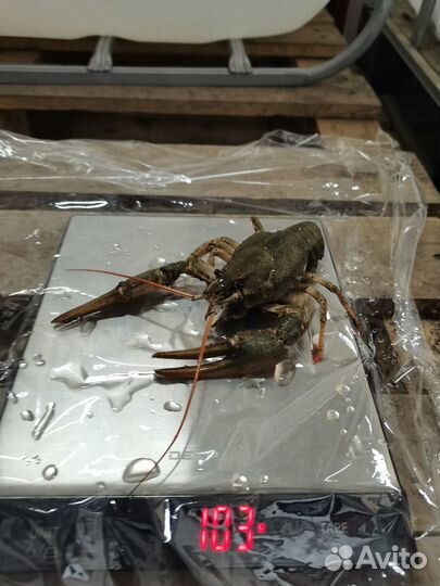 Живые и вареные раки
