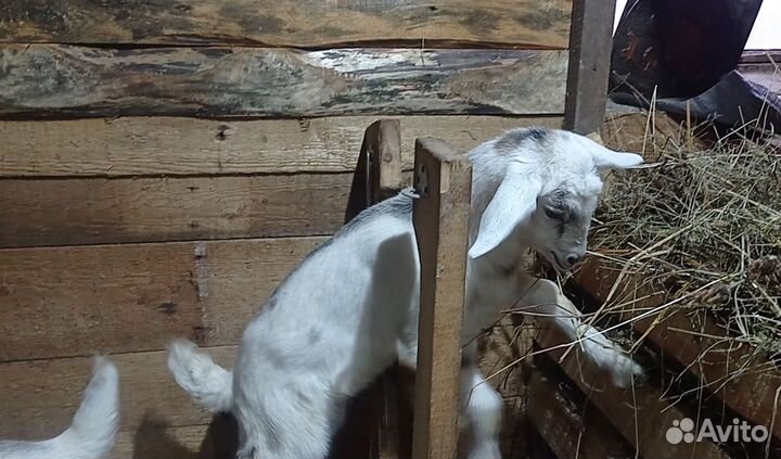 Нубийские козлята