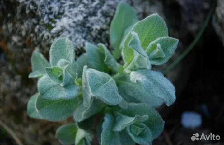 Ива мохнатая шерстистая