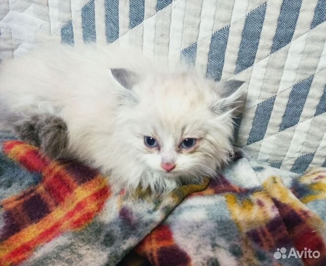 Котенок сиамский