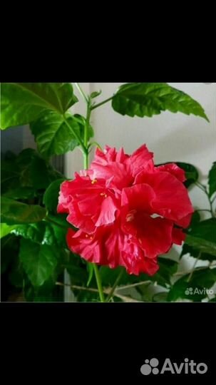 Гибискус 