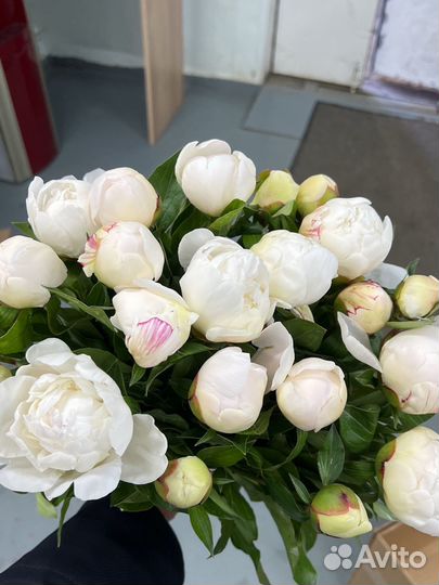 Пионы с доставкой