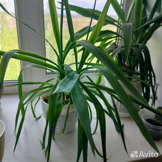 Продам Юкка