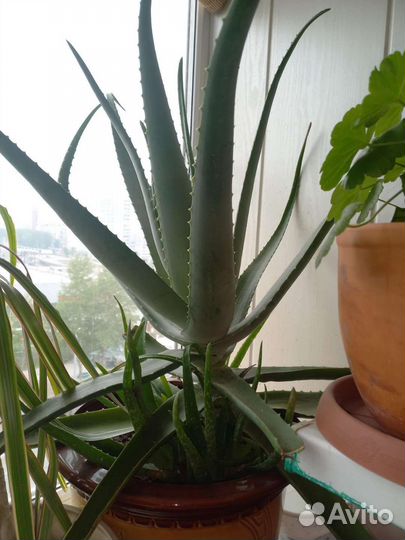 Детки Алоэ вера