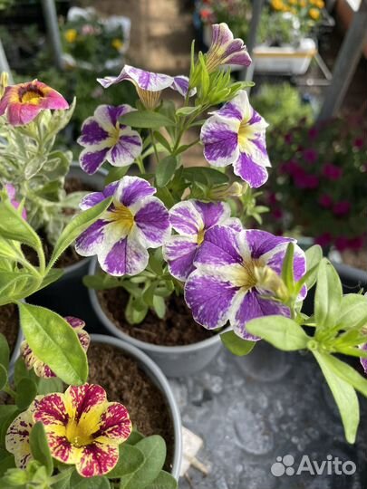 Рассада цветов