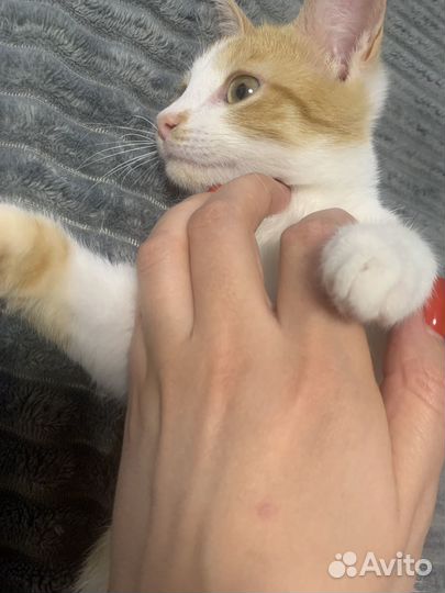 Рыжий котик (мальчик) в добрые руки