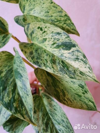 Эпипремнум Марбл Квин (Marble Queen), сциндапсус