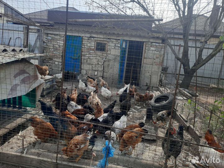 Куры молодки несушки