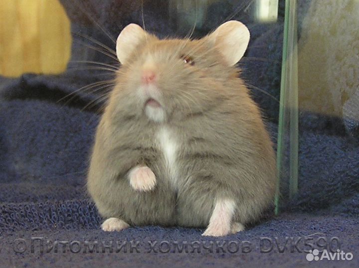 Хомячок с белым галстучком и белыми носочками