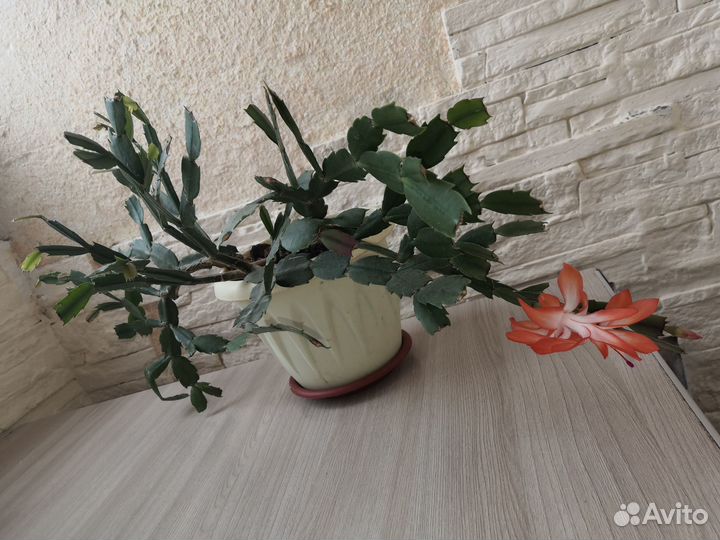 Цветы Декабрист и Эписция