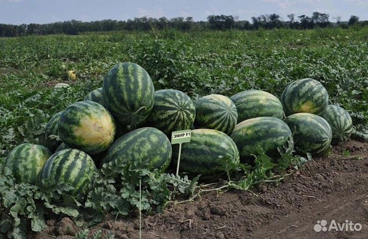 Арбуз Эмир F1