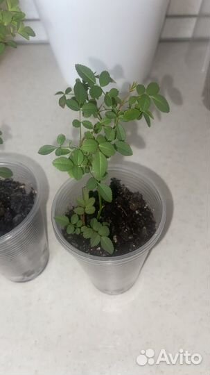 Мини - розa (комнaтнaя Роза)