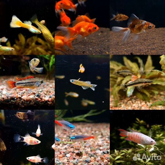 Рыба поступление, аквариумы и грунты (19.08)