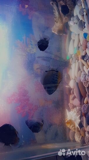 Аквариум с рыбками