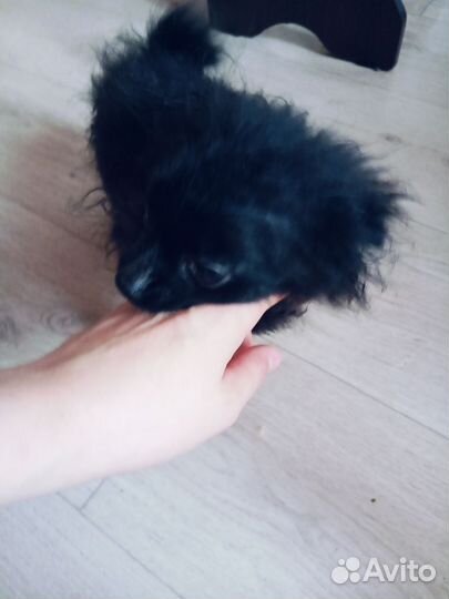 Щенок шпица мальчик