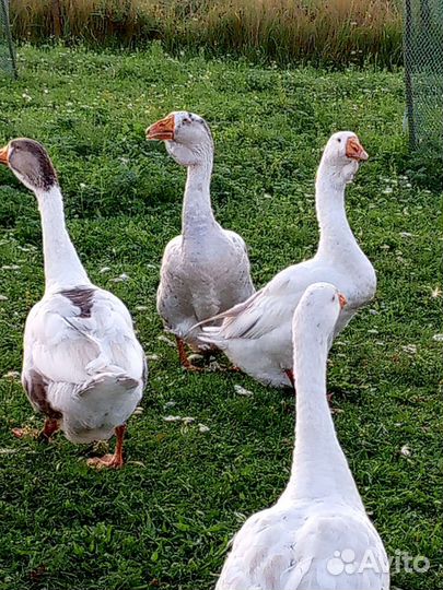 Гуси