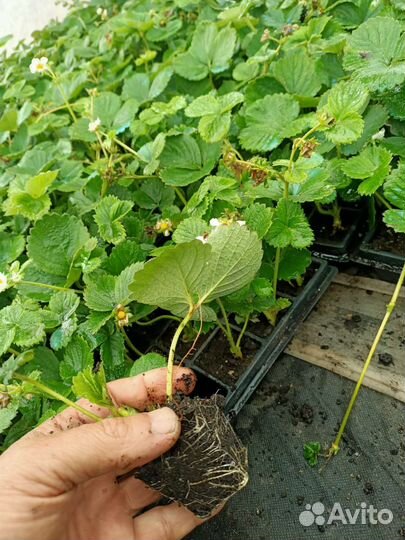 Рассада клубники