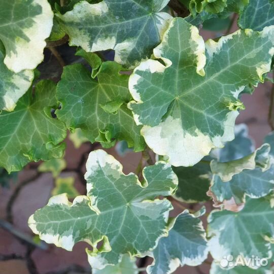 Хедера(плющ) 10 разных сортов