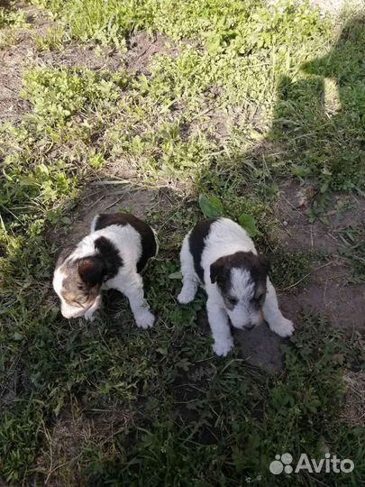 Фокстерьер