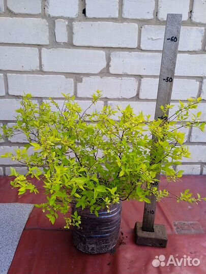 Гортензия, спирея, вейгела