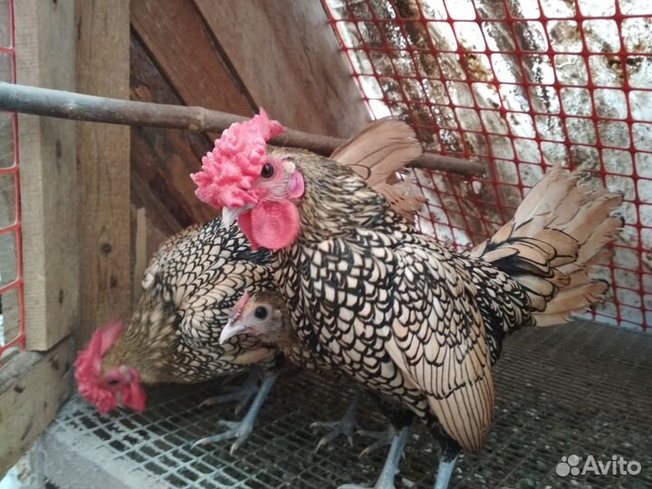 Инкубационные яйца,Цыплята сибрайт лимонный и др