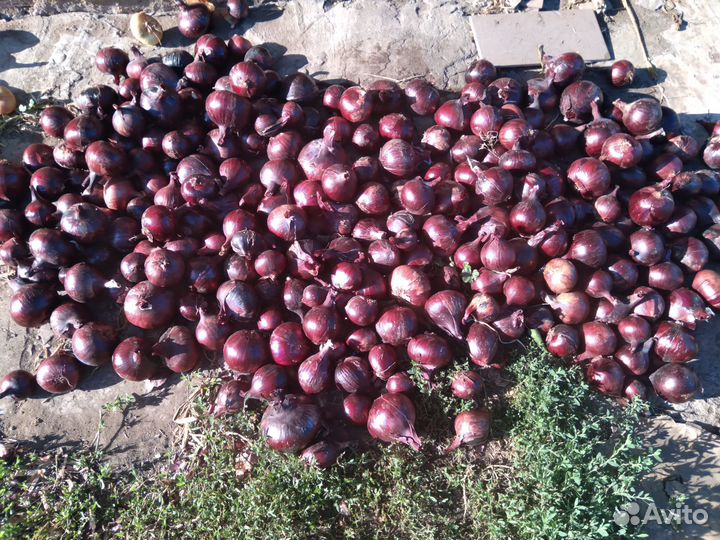 Лук репчатый продажа