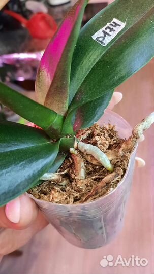 Фаленопсис Мандала