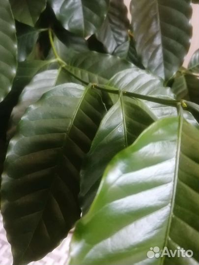 Кофейное дерево