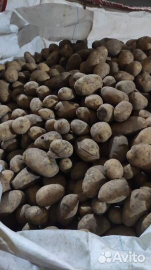 Картофель мелкий, и с травмой
