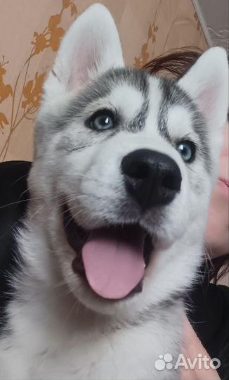 Щенок сибирской хаски (девочка)