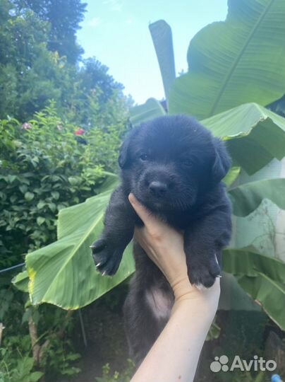 Щенки в добрые руки даром