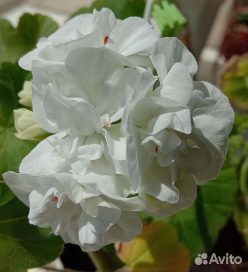 Пеларгония герань Сортовая