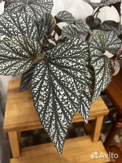 Бегония аргентио гуттата (кейн, тростниковая)