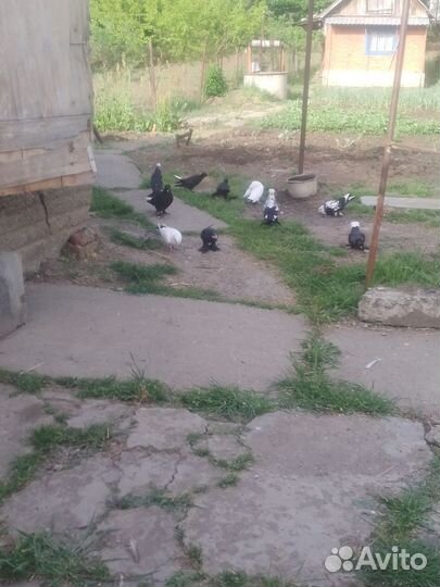 Продажа голубей
