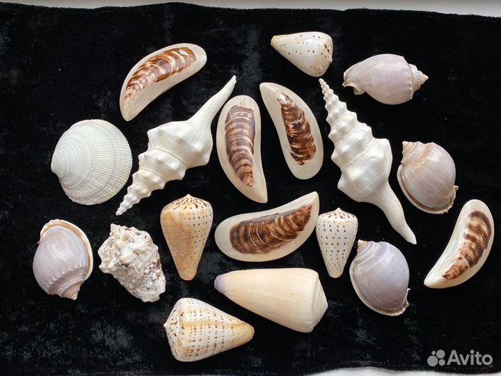 Морские ракушки раковины