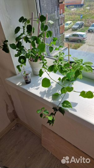 Нет пока в продаже. Бугенвилии