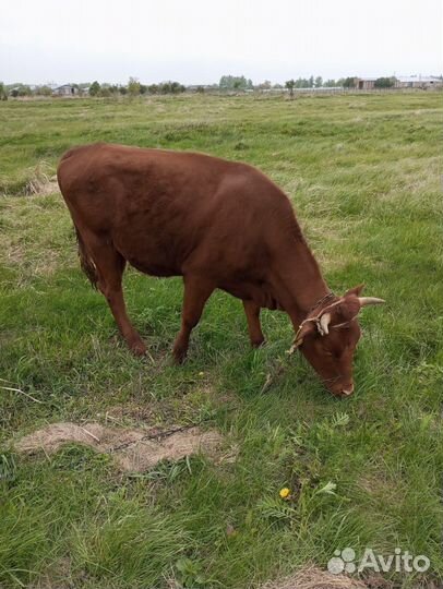 Телка 1.5 года