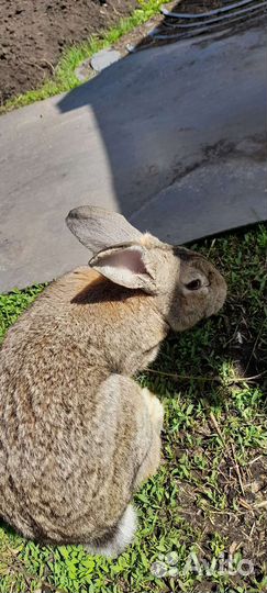 Домашние животные