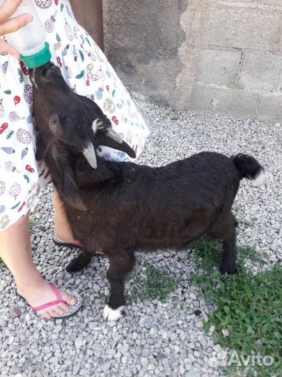 Козы дойные